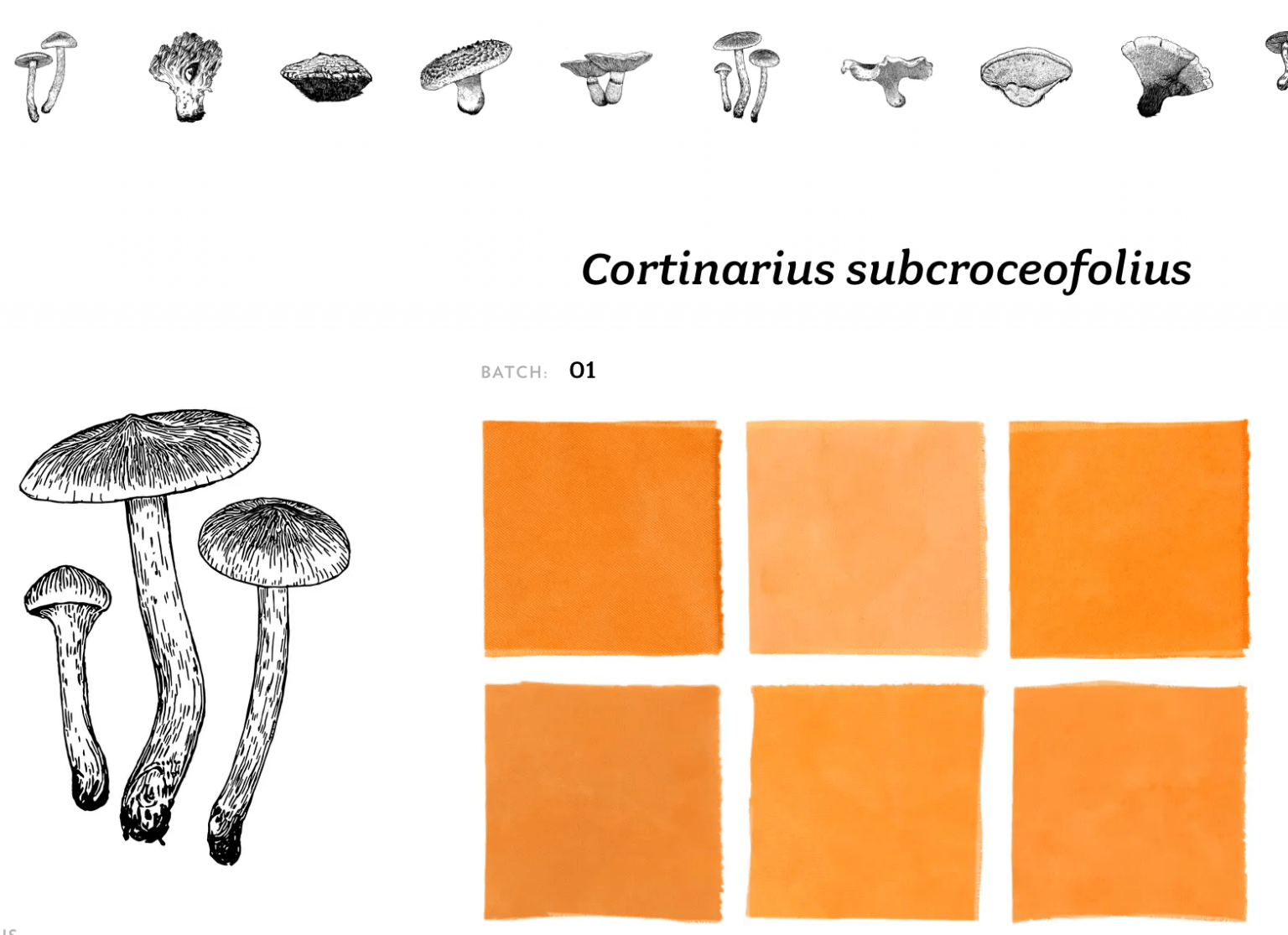 The Mushroom Color Atlas